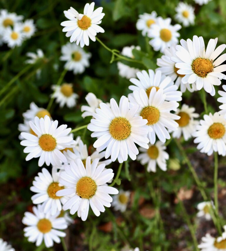 Tammiston hautausmaa